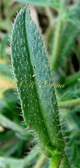  Leaf